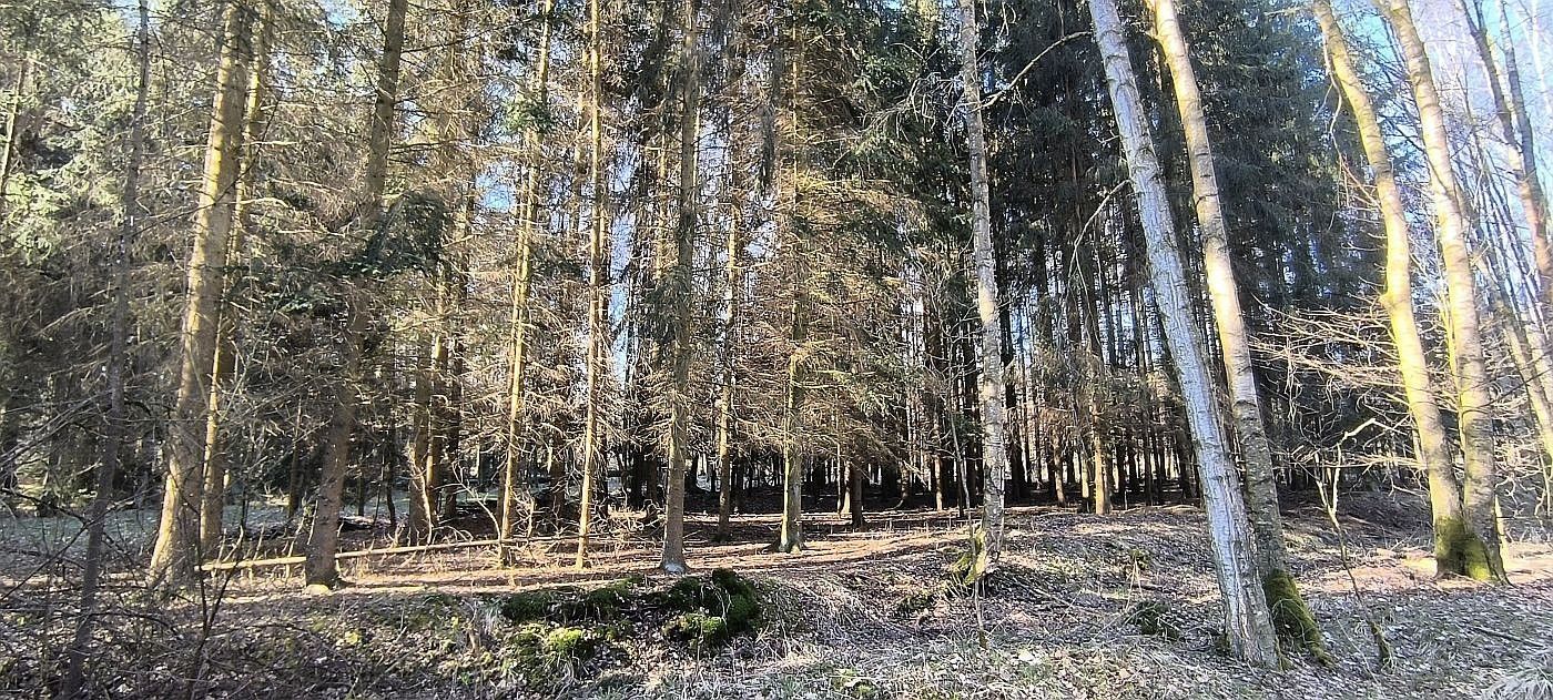 Les · Františkovy Lázně, okres Cheb, Karlovarský kraj - 4