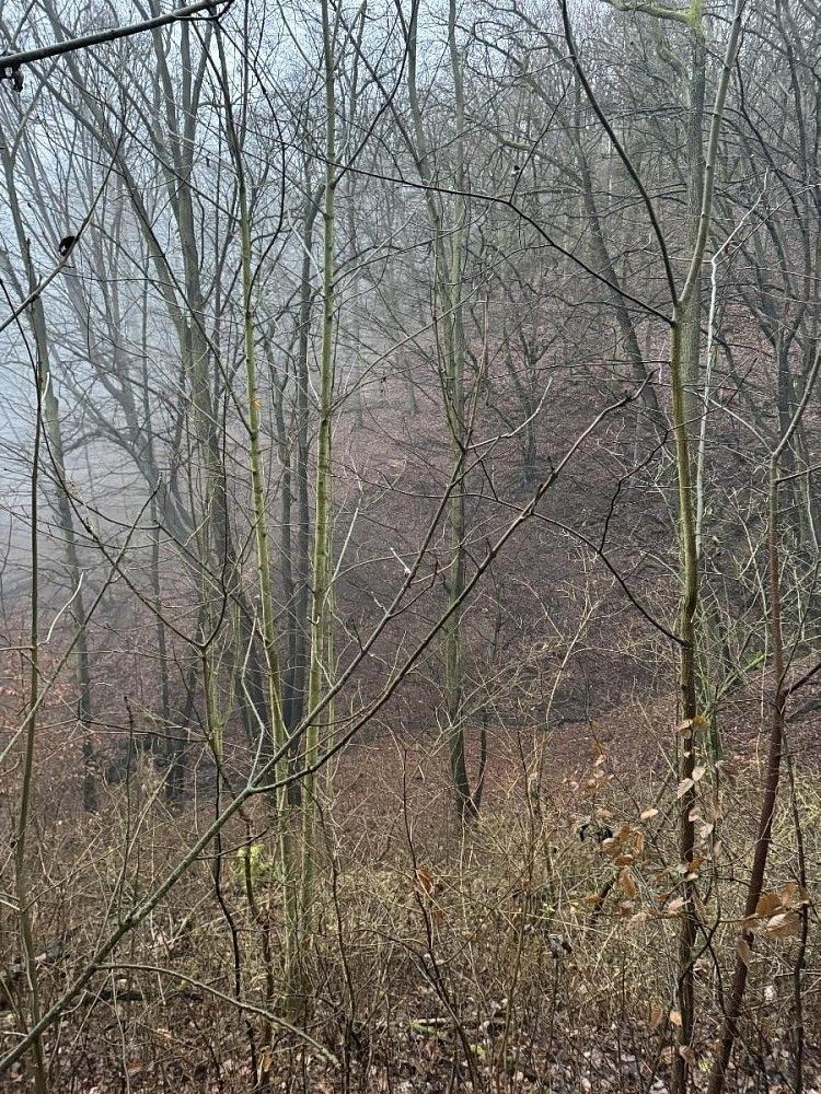 Prodej les - Chuderov - Nýřany, okres Ústí nad Labem, Ústecký kraj - 5