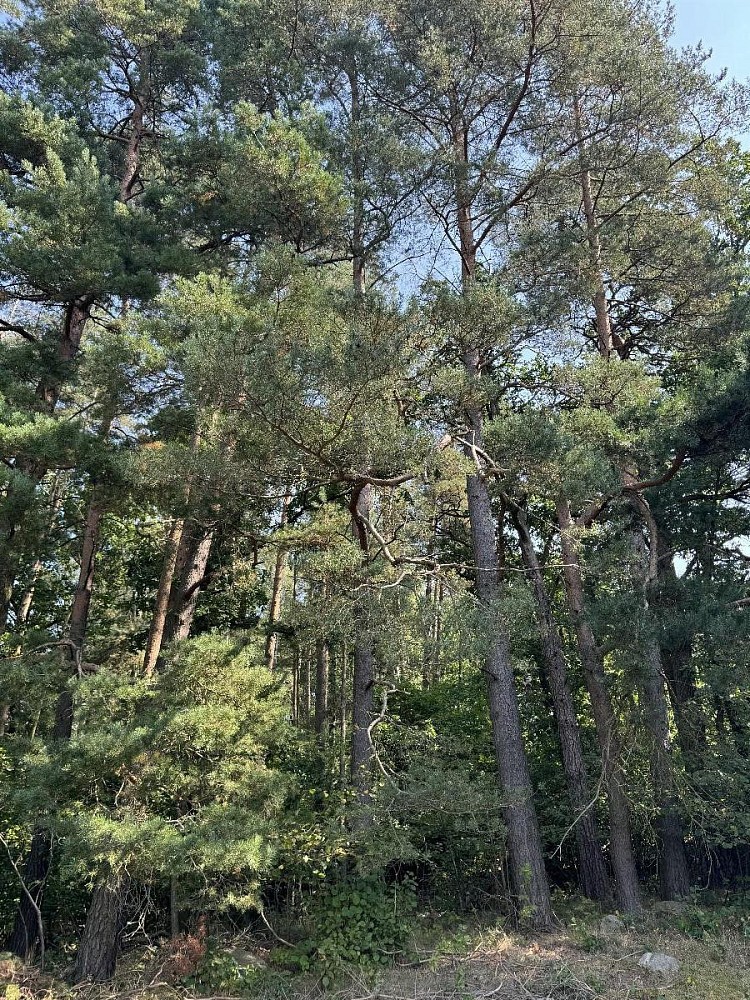 Prodej pozemek - Hradiště - Nýřany - 5