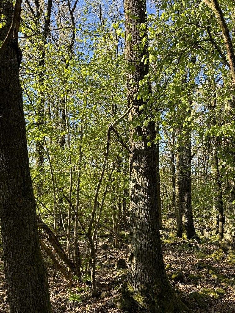 Prodej pozemek - Nýřany, okres Plzeň-sever, Plzeňský kraj - 5