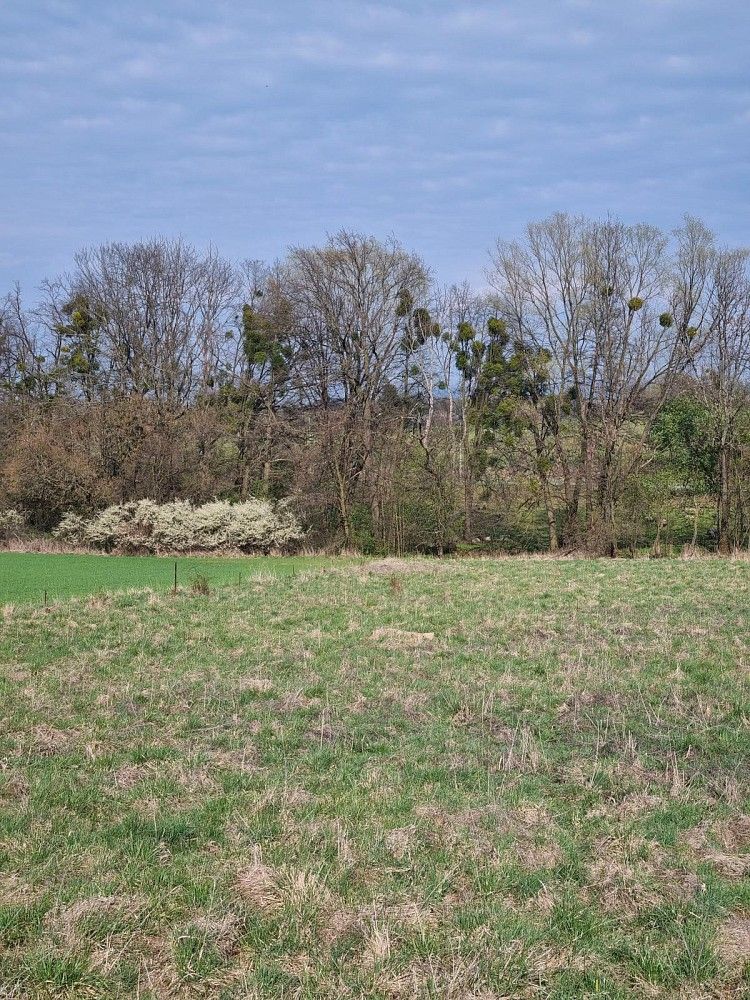 Pronájem zemědělský pozemek - Štramberk, okres Nový Jičín, Moravskoslezský kraj - 5