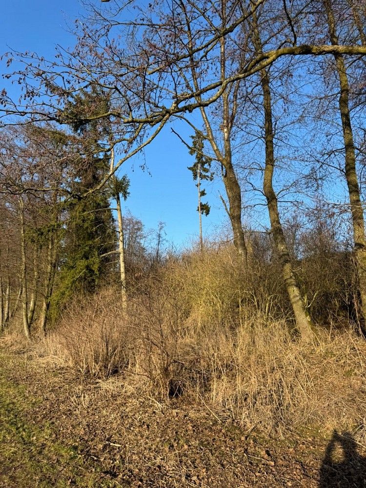 Les · Chvalkovice, okres Vyškov - 3