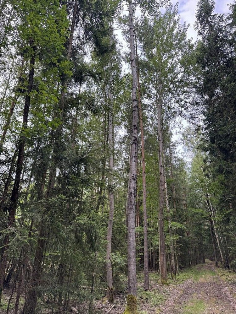 Les · Velešovice, okres Vyškov, Jihomoravský kraj - 3