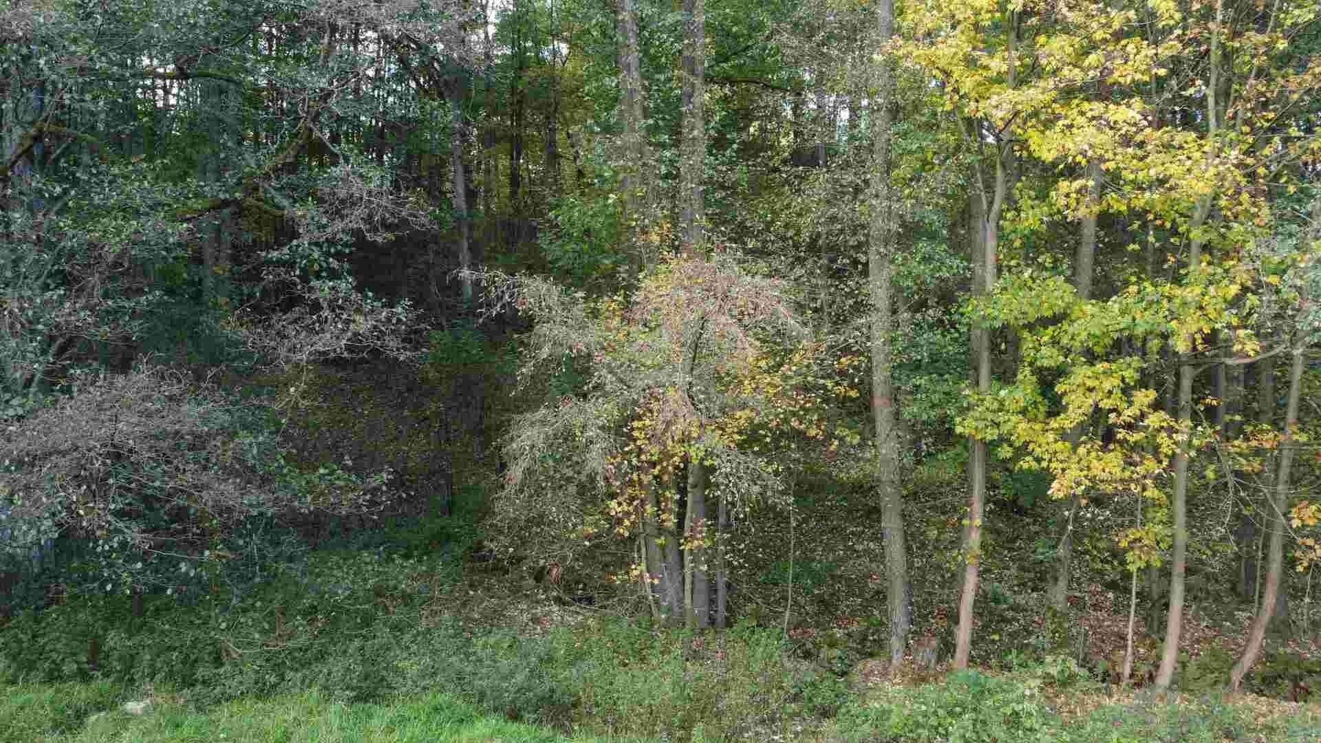 Pozemek · 543 m² · Hrádek nad Nisou Dolní Sedlo - 4