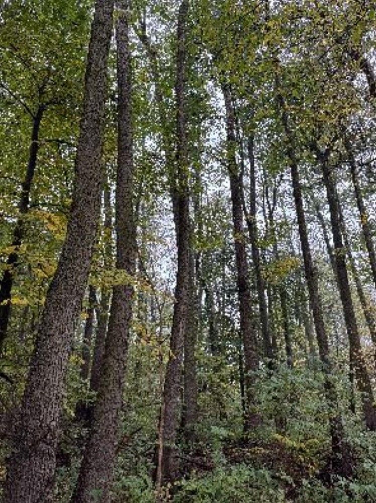 Lesy, Kravaře - Nýřany, okres Česká Lípa, Liberecký kraj - 2