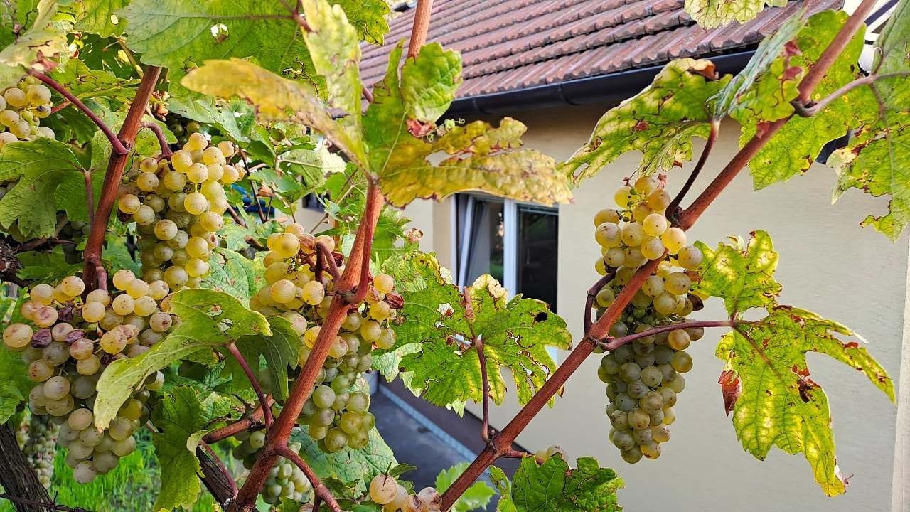 Chaty, Hlohovec - Hlohovec, Jihomoravský kraj - 2