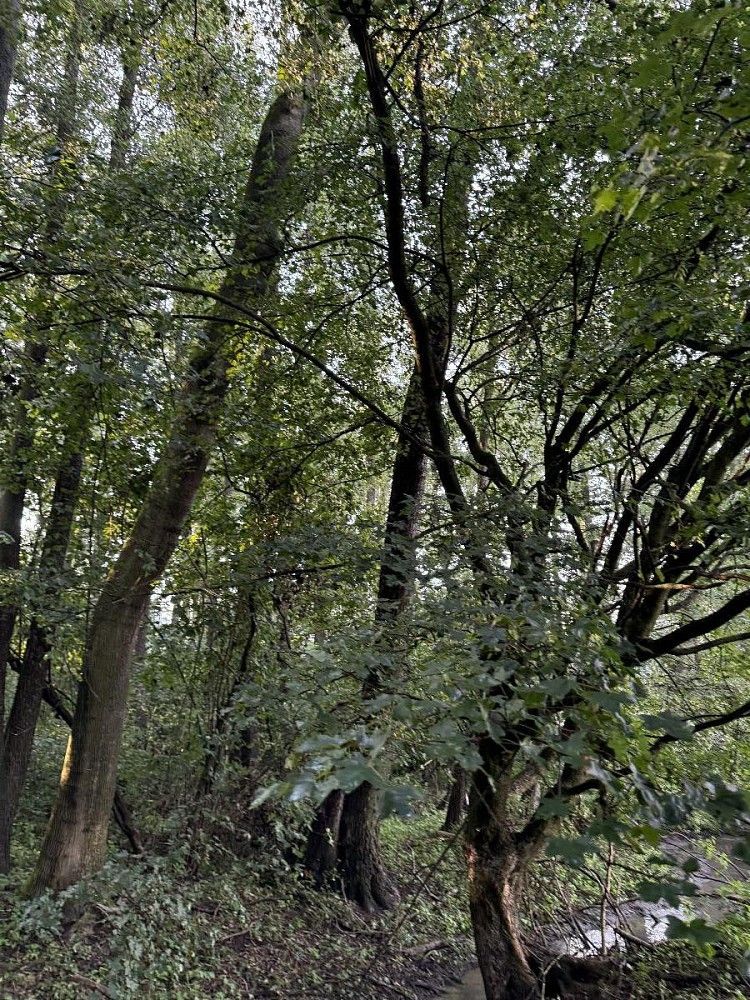Prodej pozemek - Vršovka - Dobříč - 5