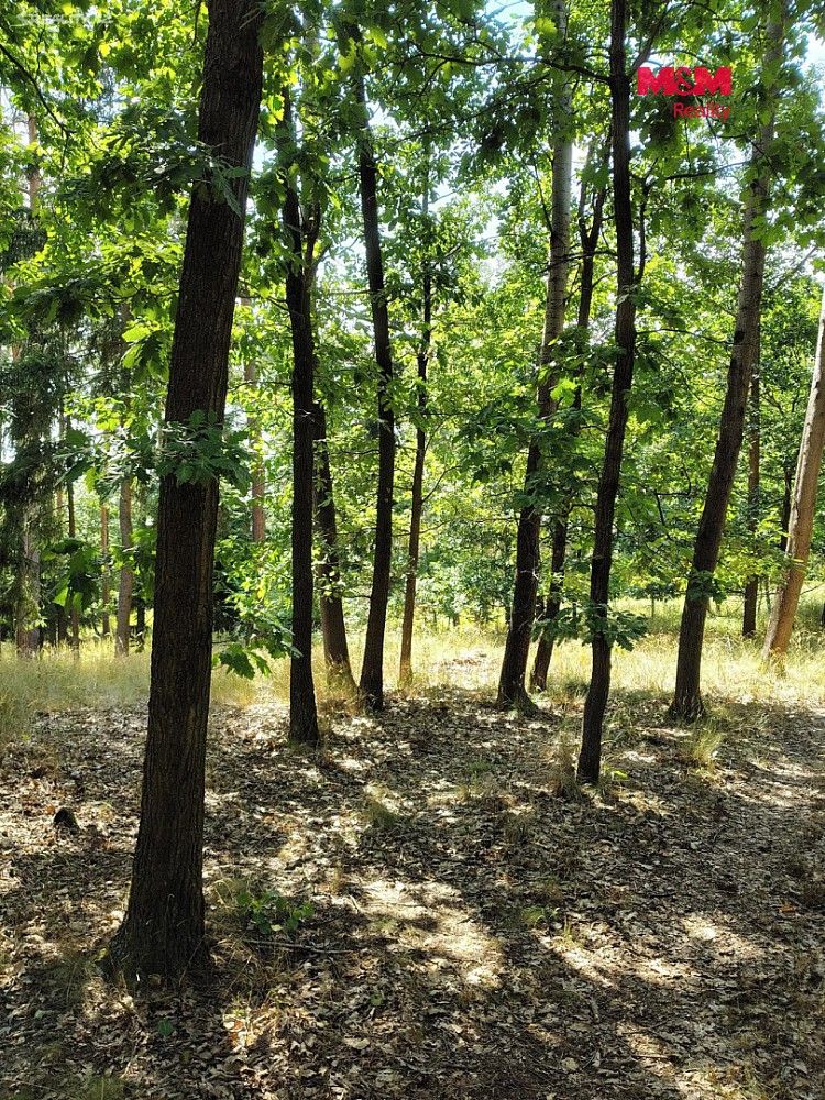 Prodej les - Kozlany, okres Třebíč, Kraj Vysočina - 5