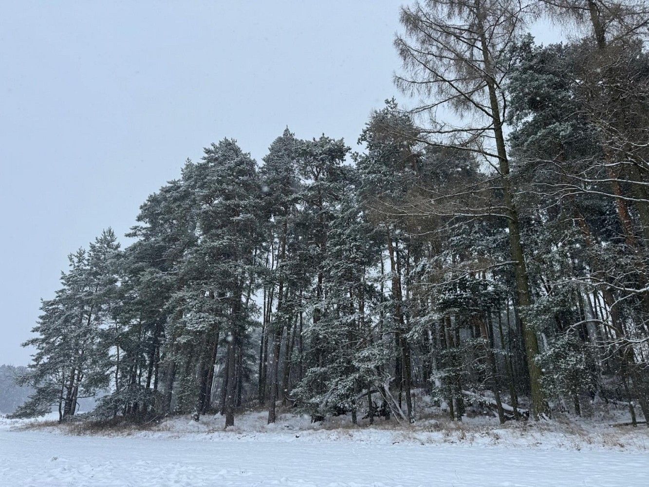 Lesy, Nýřany, okres Plzeň-sever, Plzeňský kraj - 2