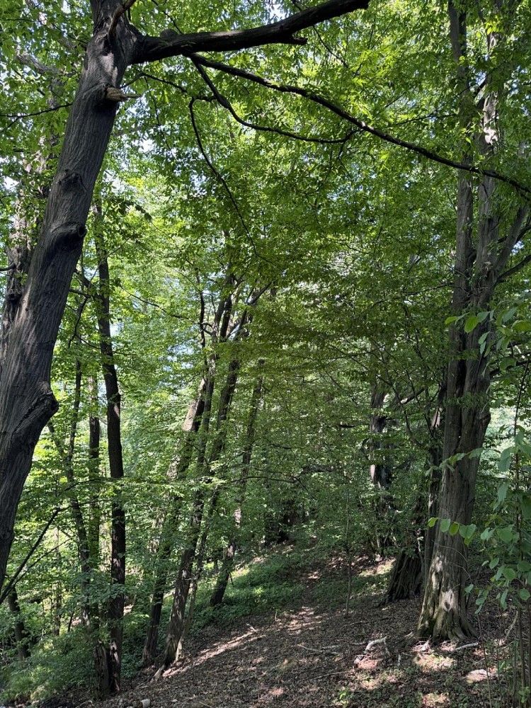Les · Horní Bříza, okres Plzeň-sever - 4