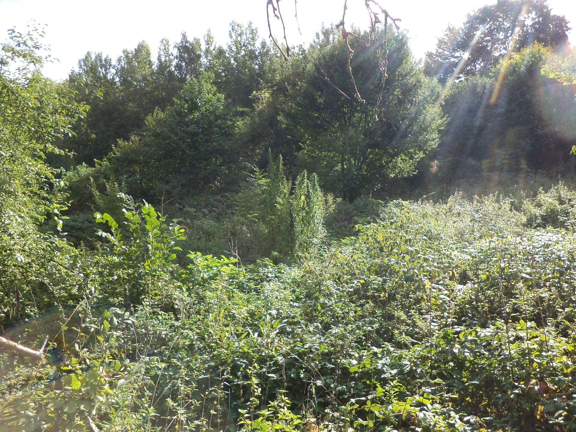 Zemědělský pozemek · 14 517 m² · Malé Březno - 2