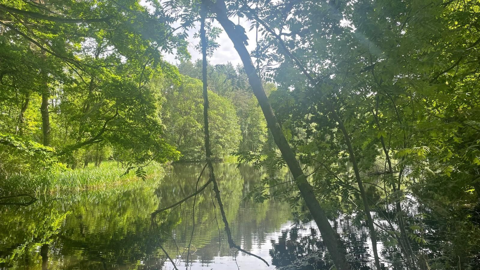 Rybníky, Chlum u Třeboně Žíteč, 130 000 m² - 2
