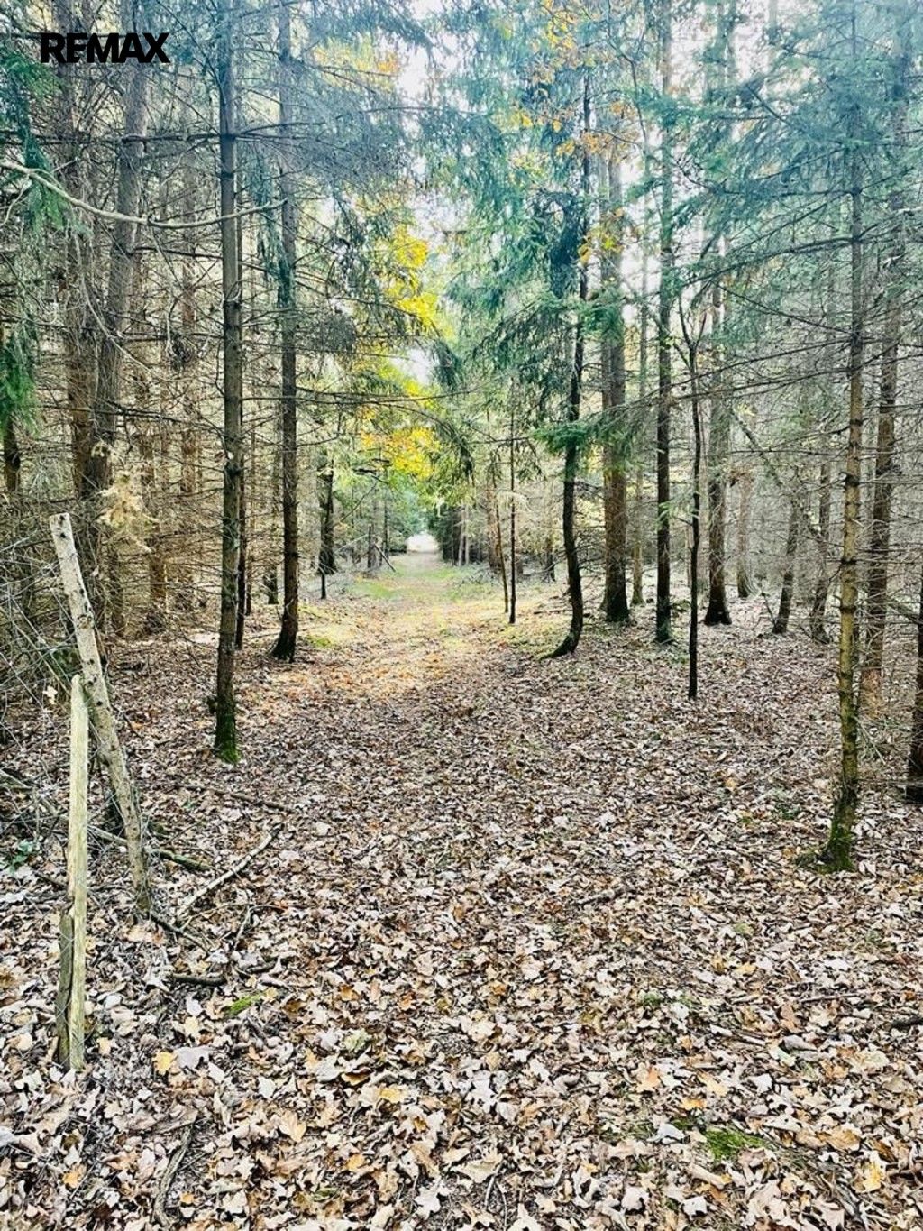 Les · 1 919 m² · Pištín - 3