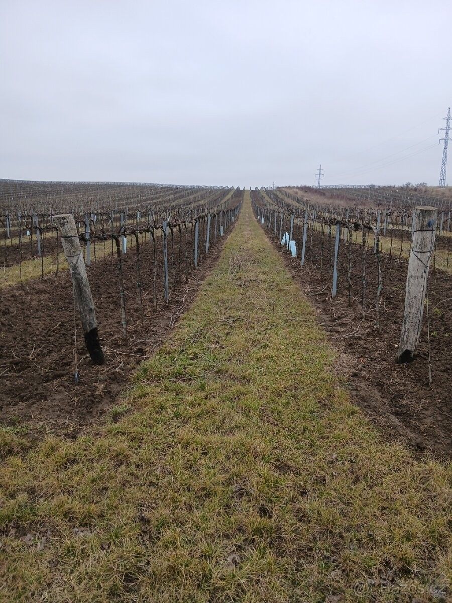 Pozemky pro bydlení, Hrušovany nad Jevišovkou, 671 67