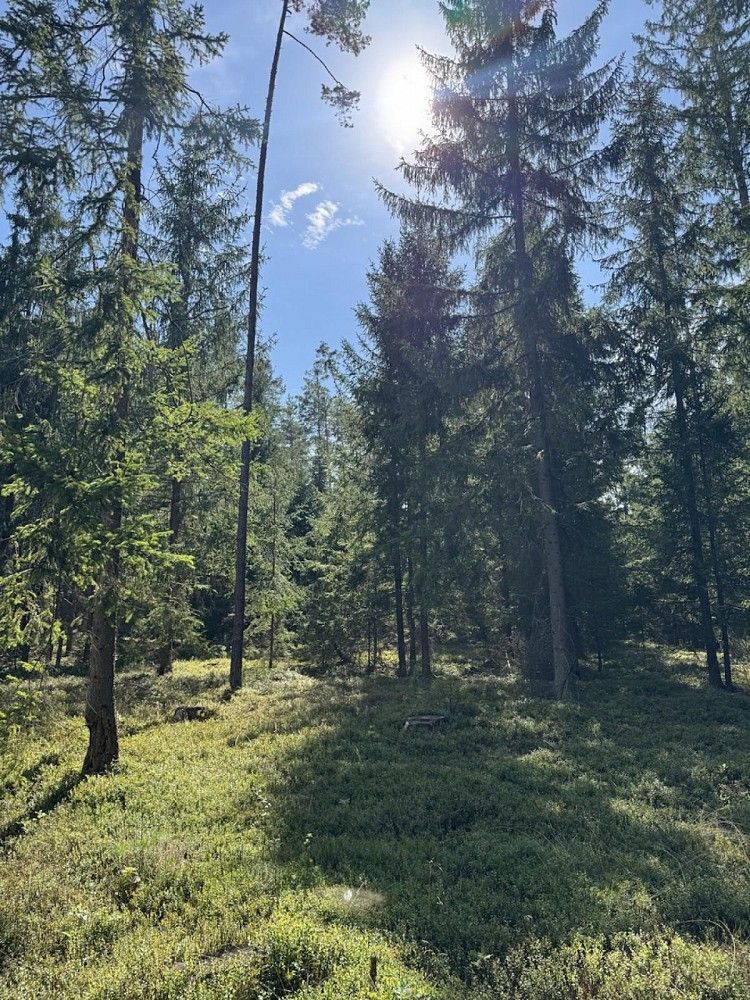 Les · Novosedly nad Nežárkou, okres Jindřichův Hradec - 4