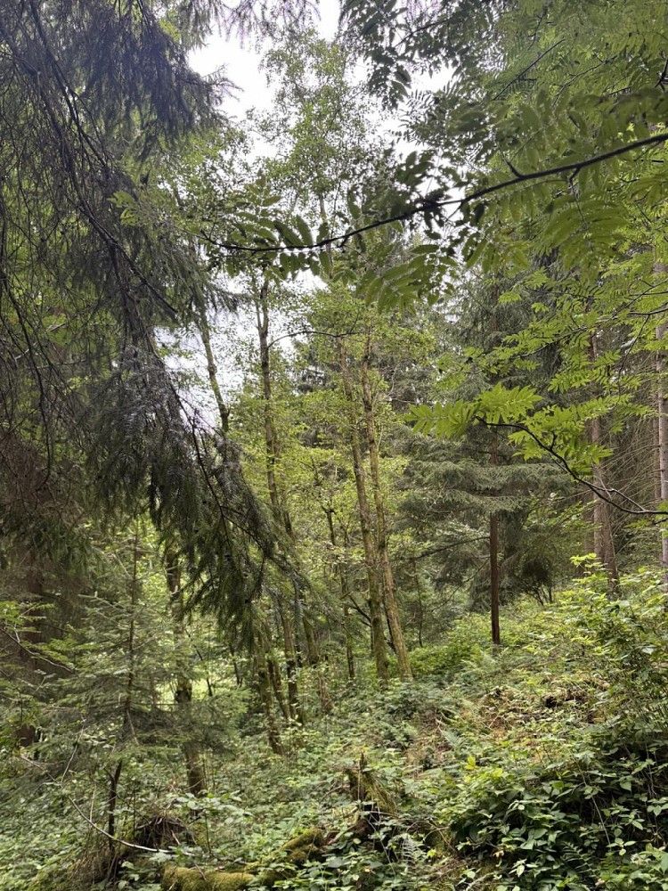 Prodej les - Varnsdorf, okres Děčín, Ústecký kraj - 2