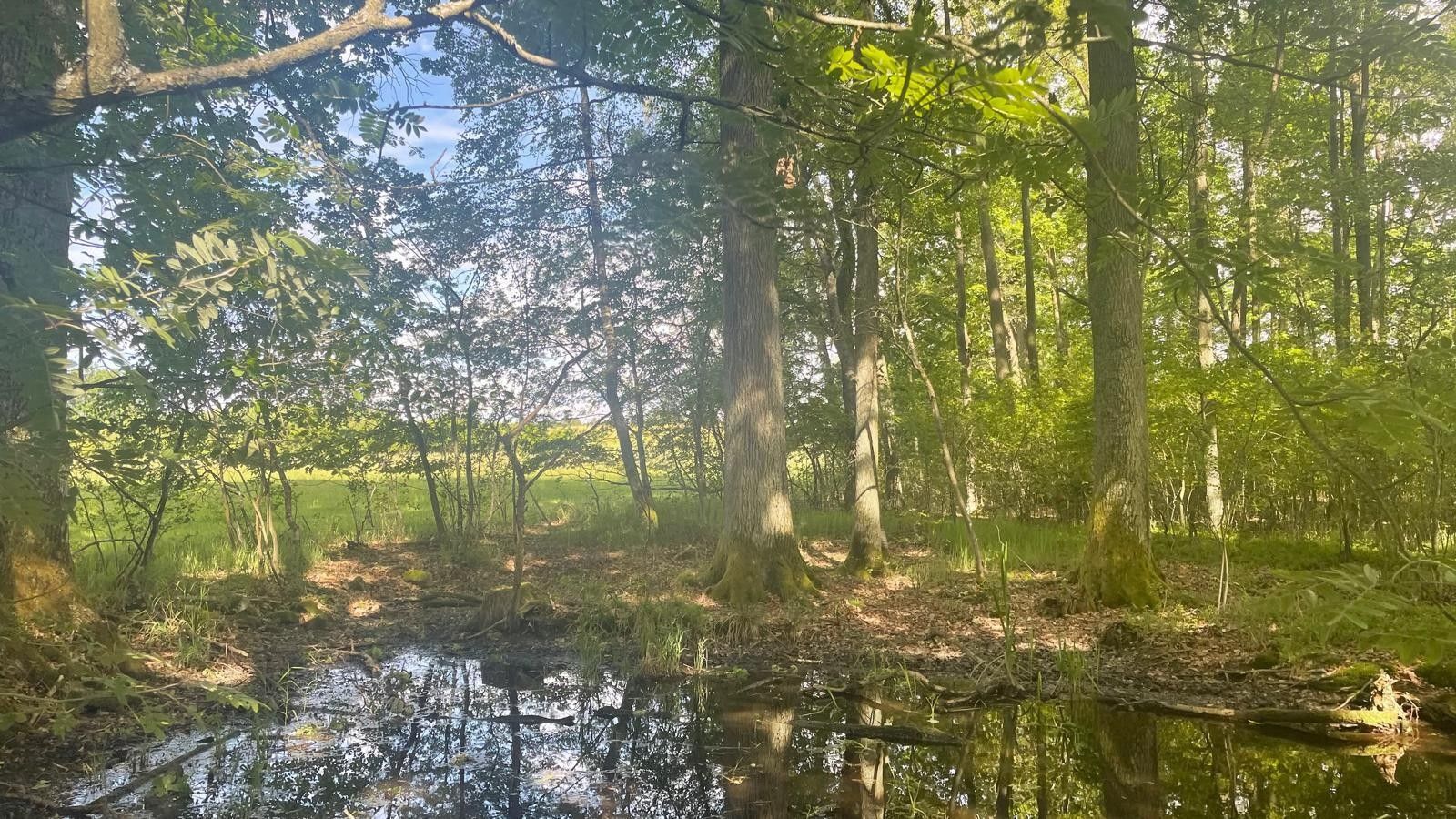 Lesy, Žíteč, Chlum u Třeboně, 389 m²