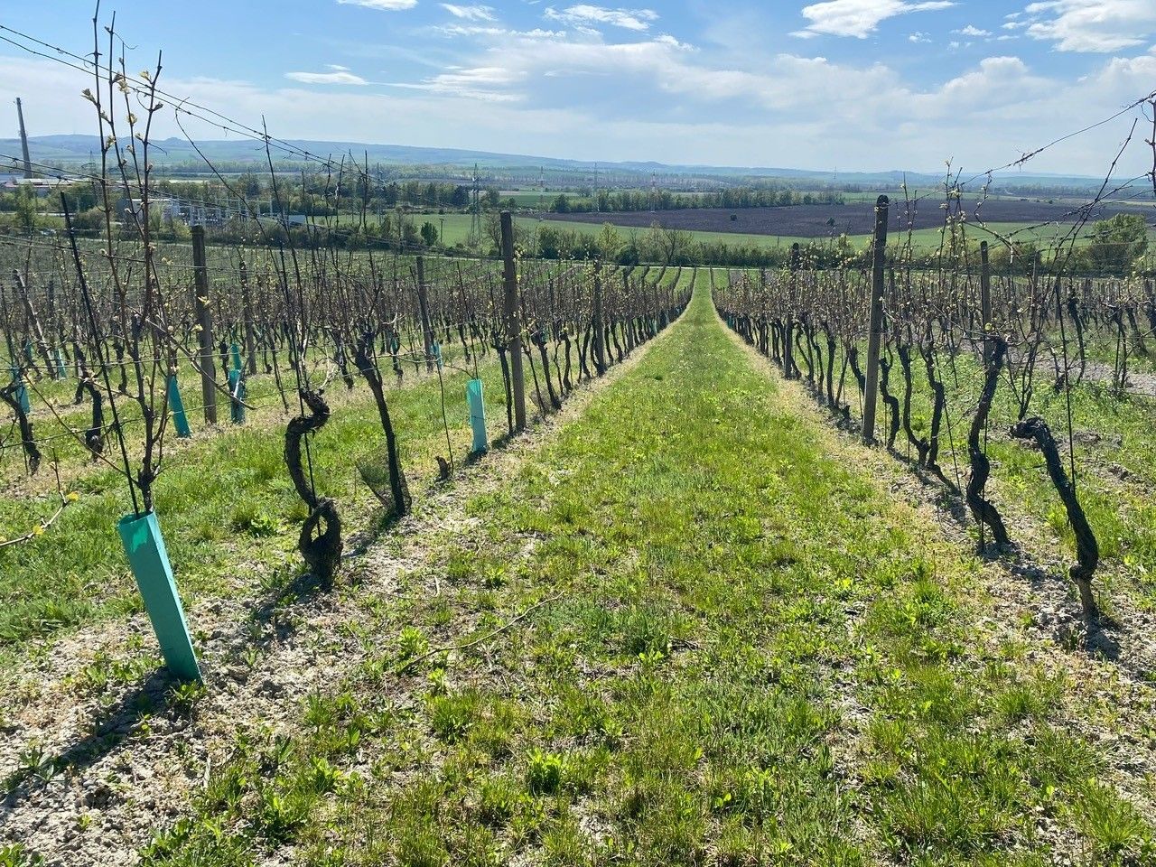 Ostatní, Nová 1, Mikulov, 4 809 m² - 2
