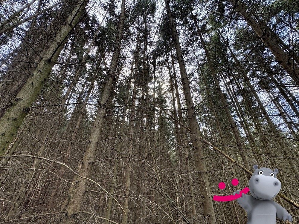 Lesy, Pitín, okres Uherské Hradiště, Zlínský kraj