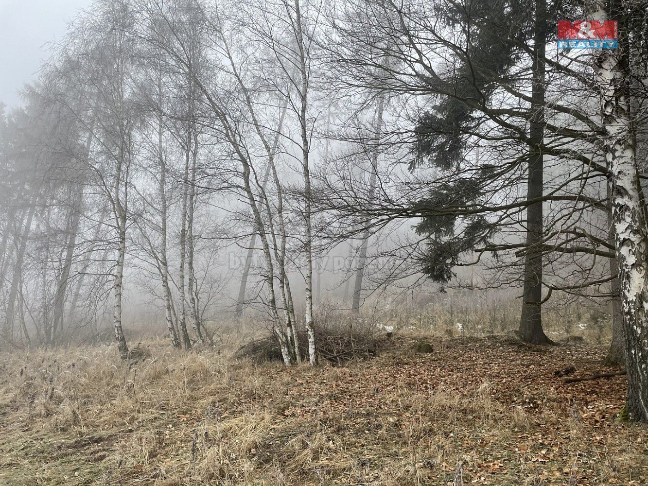 Les · Stará Paka, okres Jičín, Královéhradecký kraj - 3
