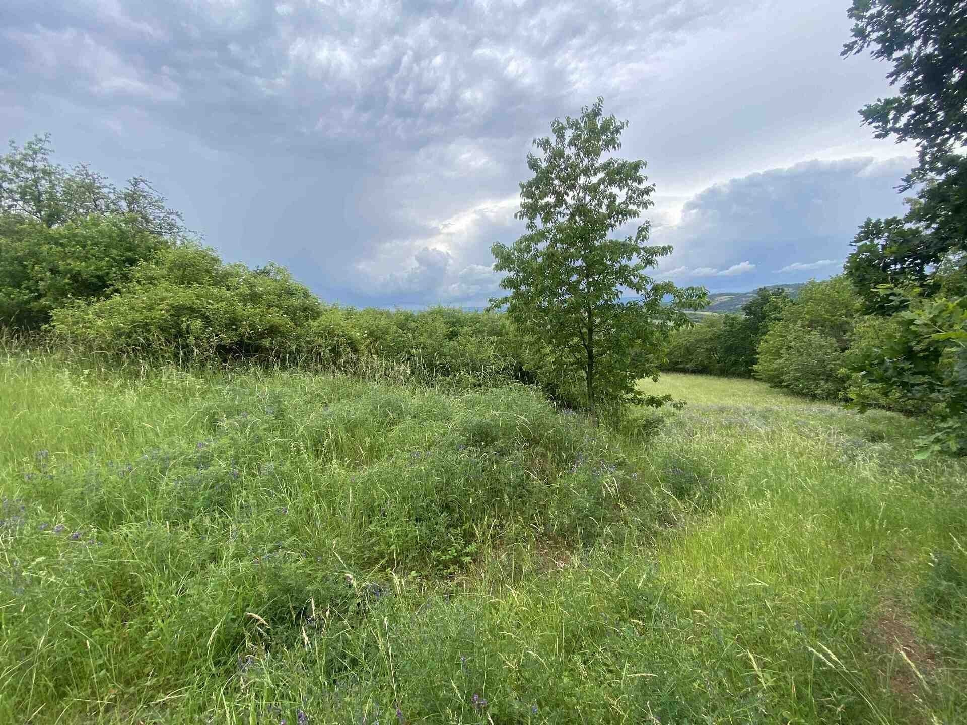 Zemědělské pozemky, Řehlovice, 10 485 m² - 2