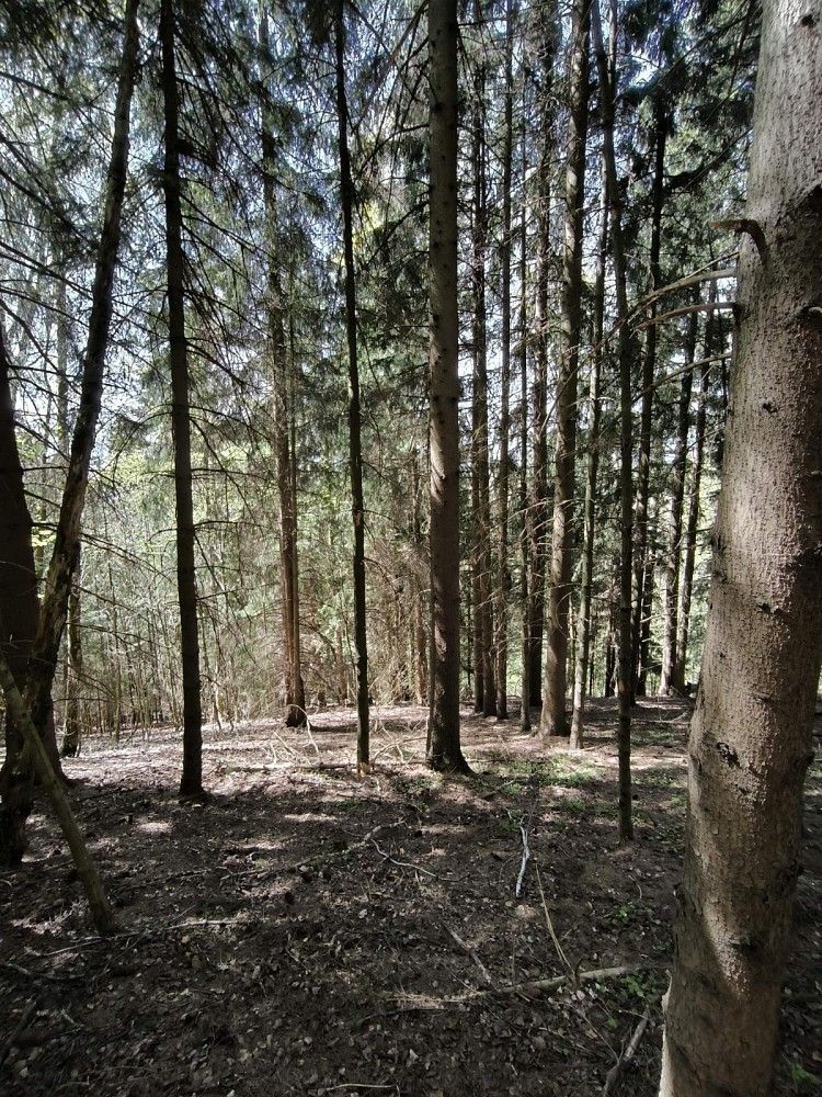 Les · Dobřany, okres Rychnov nad Kněžnou, Královéhradecký kraj - 3