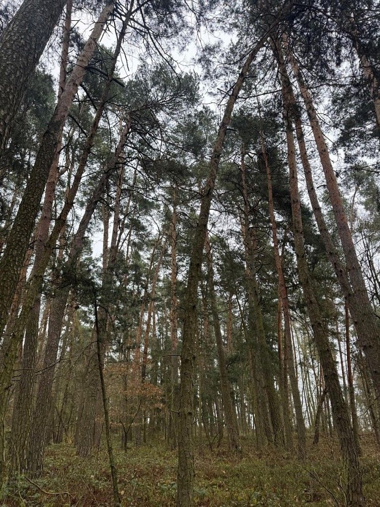 Lesy, Koloveč - Nýřany, okres Domažlice, Plzeňský kraj - 2