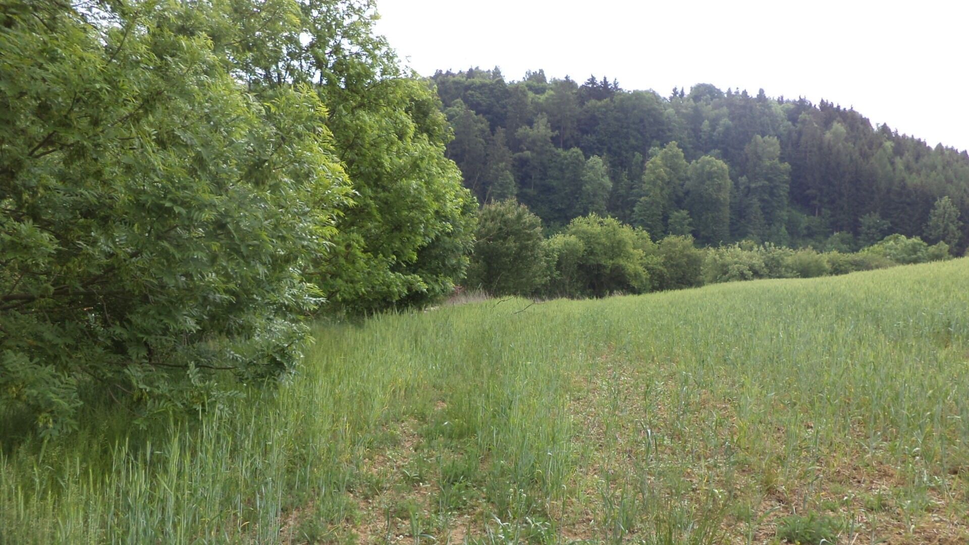 Prodej pozemek pro bydlení - Pohledy Horní Hynčina, 1 135 m² - 2