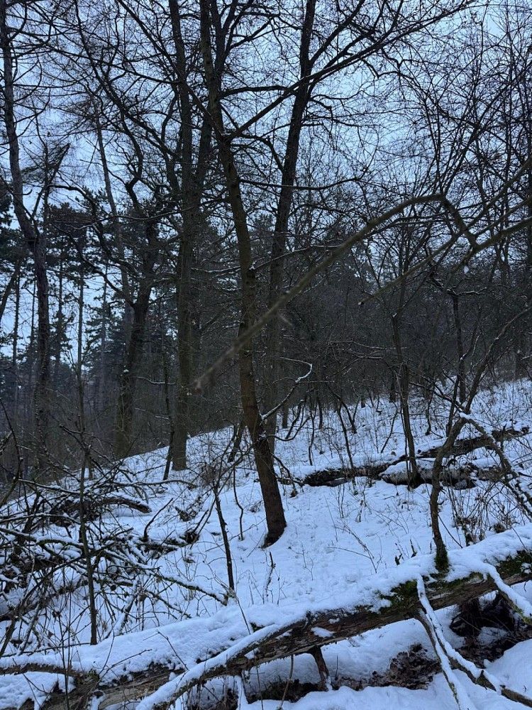 Les, 15 433 m²