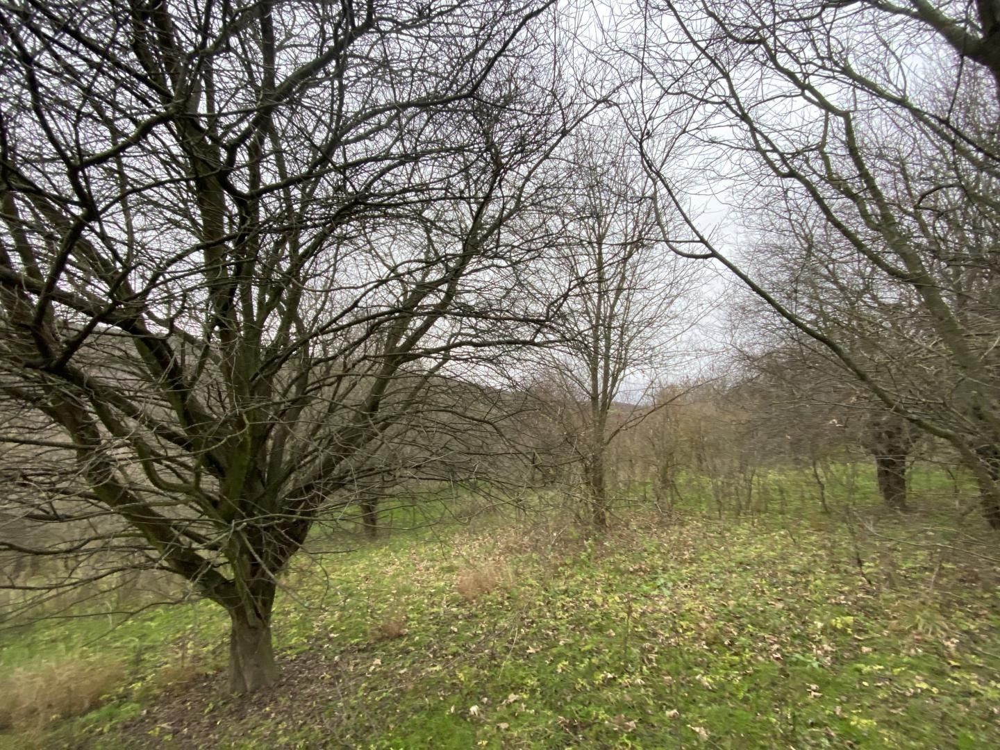 Prodej les - Šarovy