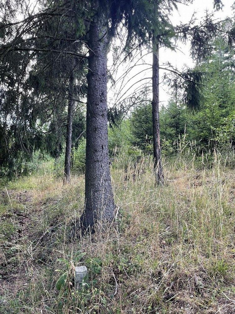 Lesy, Velké Opatovice - Vícemilice, okres Blansko, Jihomoravský kraj - 2