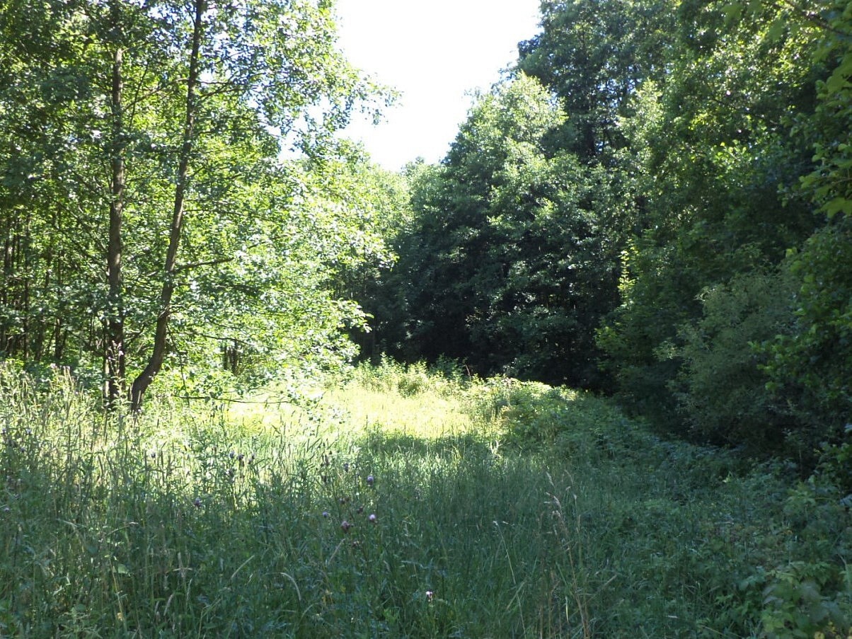 Prodej louka - Mařenice - 2