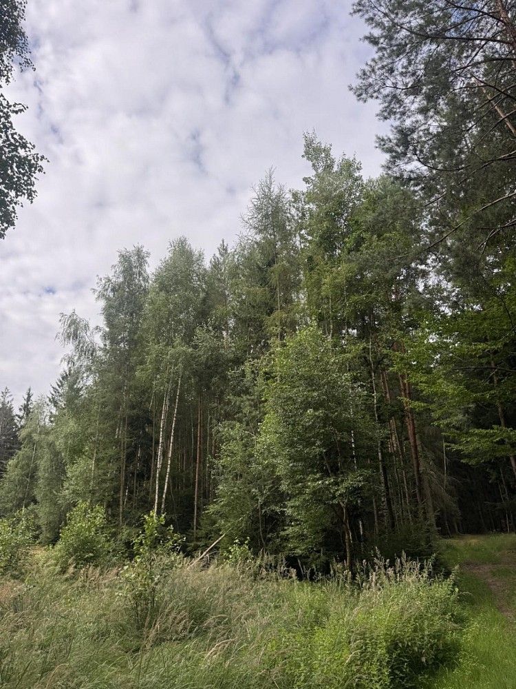 Prodej les - Velešovice, okres Vyškov, Jihomoravský kraj - 2