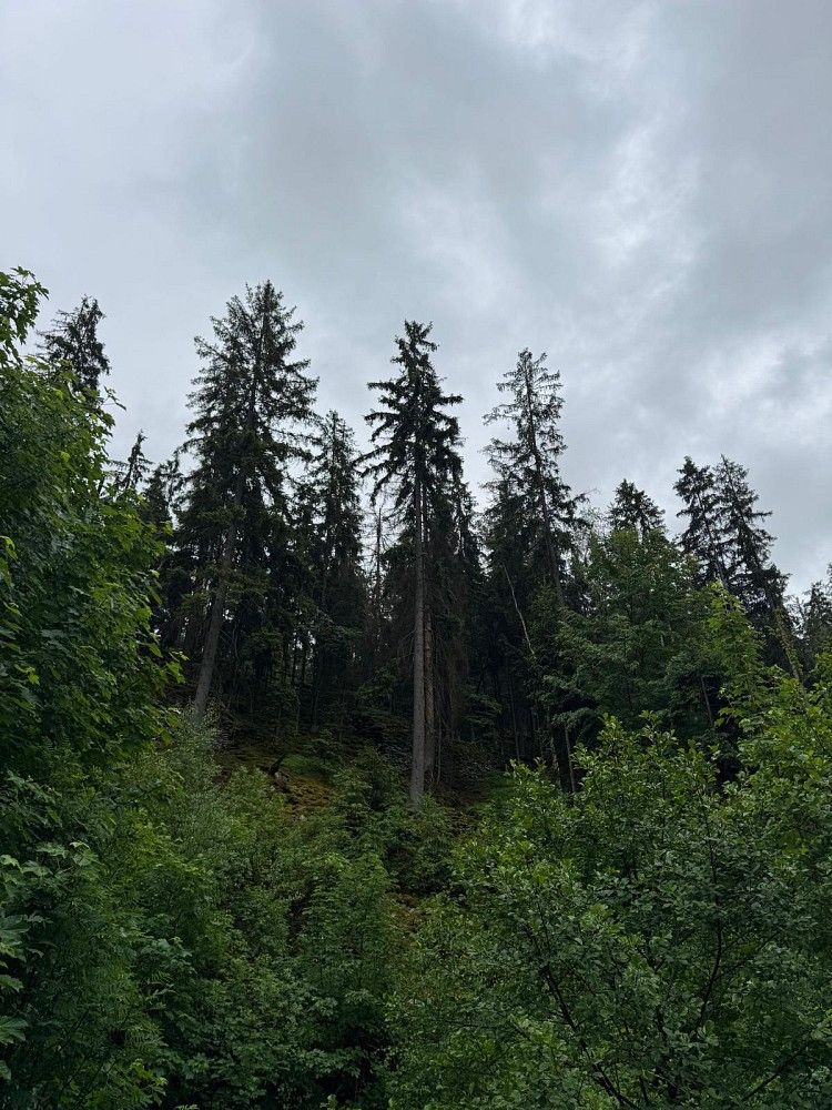 Lesy, Loužnice - Merboltice, okres Jablonec nad Nisou, Liberecký kraj - 2