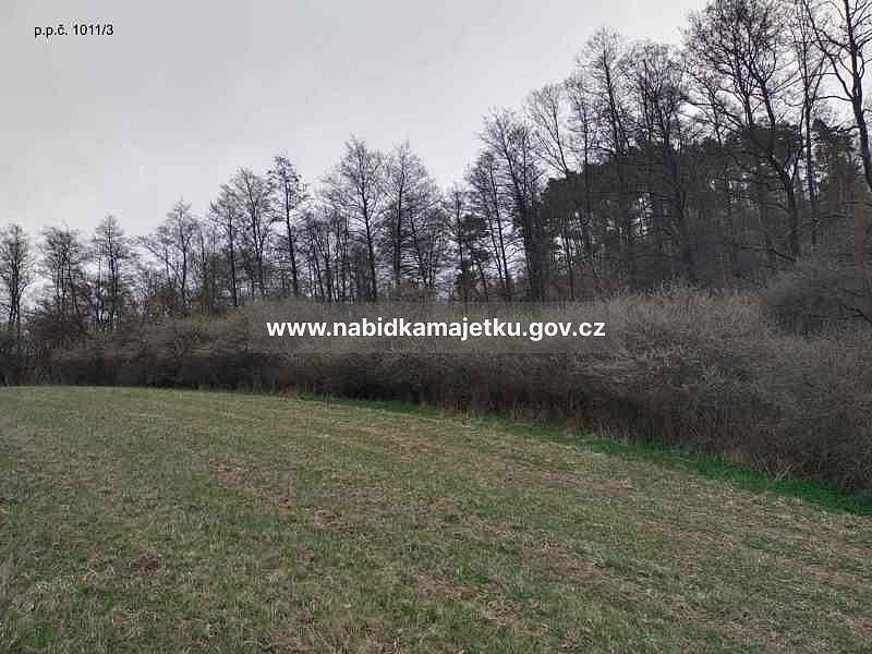 Les · Dolní Studénky, okres Šumperk - 3