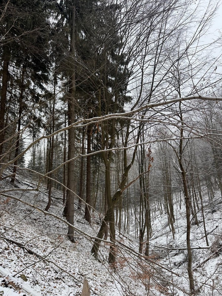Les · Janová - Česká Bříza - 4