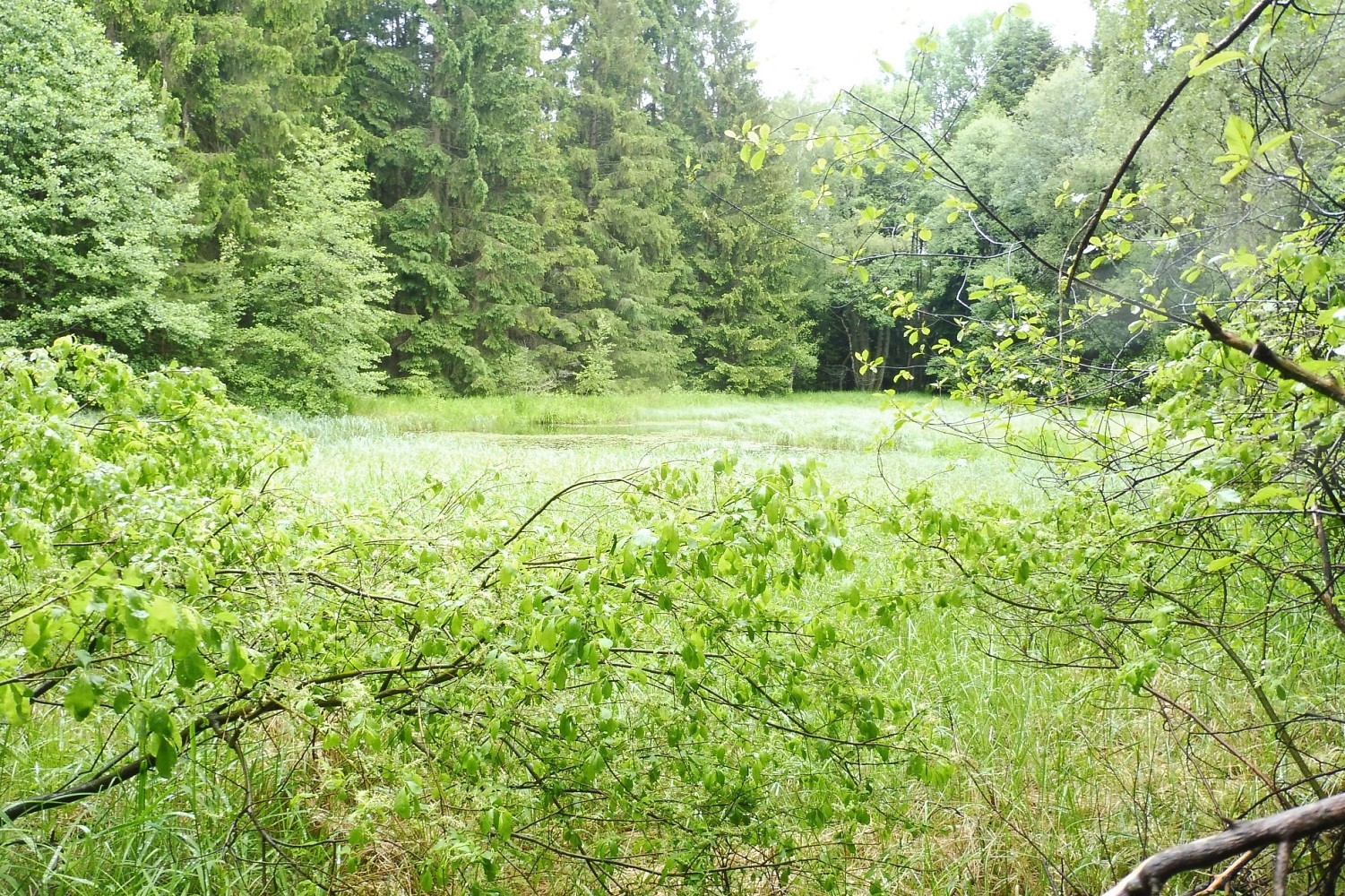 Prodej les - Nová Bystřice - 2