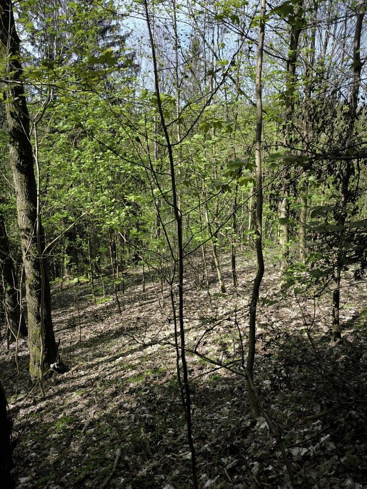Les · Dobřany, okres Rychnov nad Kněžnou, Královéhradecký kraj - 4