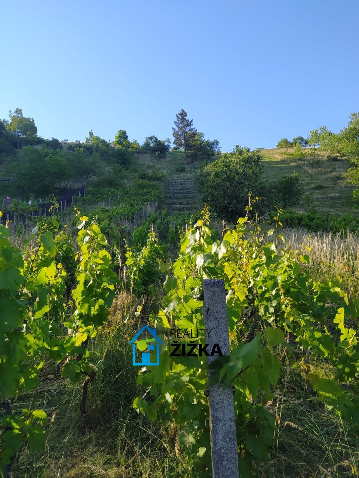 Prodej zahrada - Viničné Šumice - 5