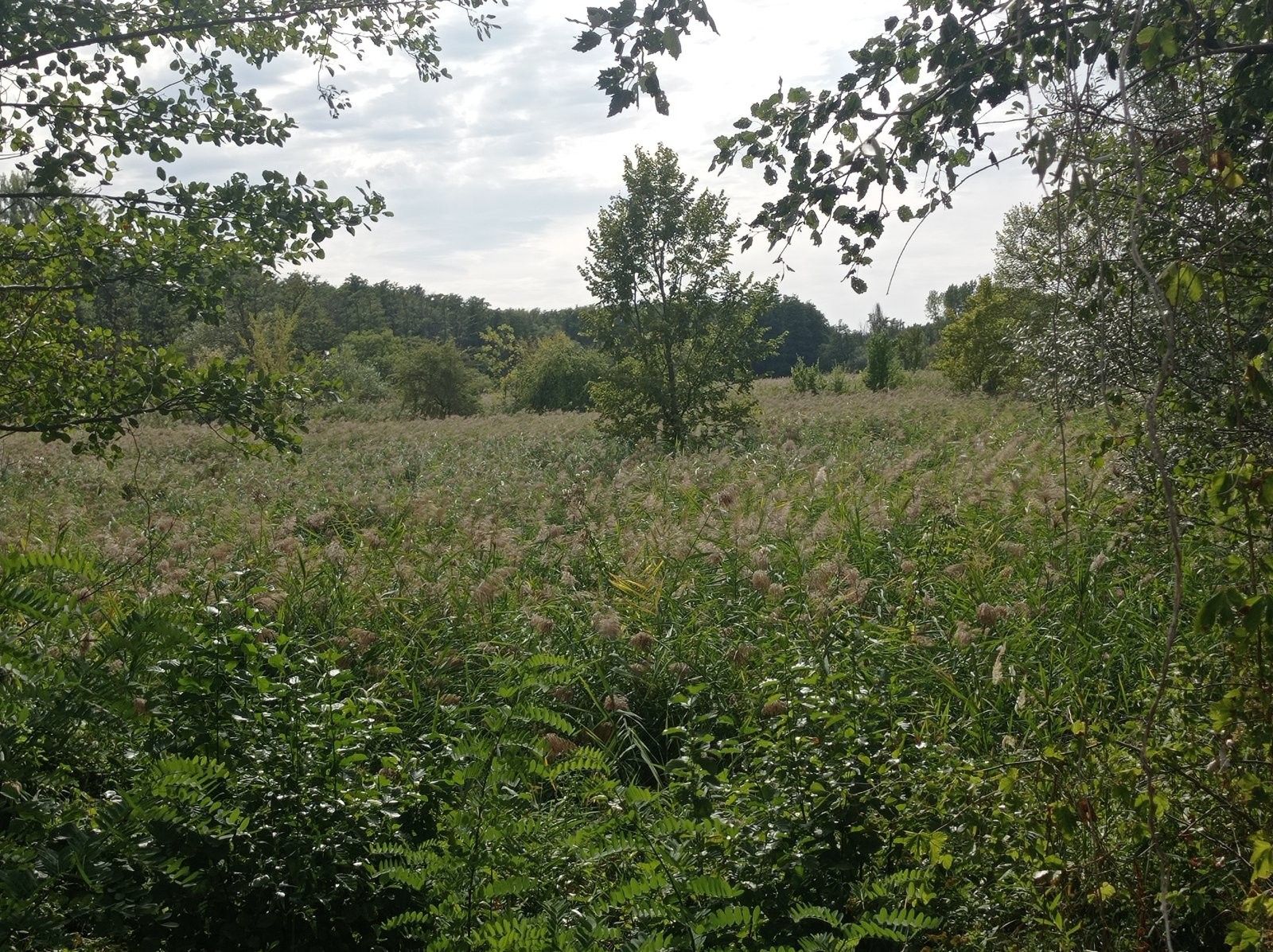 Ostatní, Brod nad Dyjí, 6 724 m² - 2