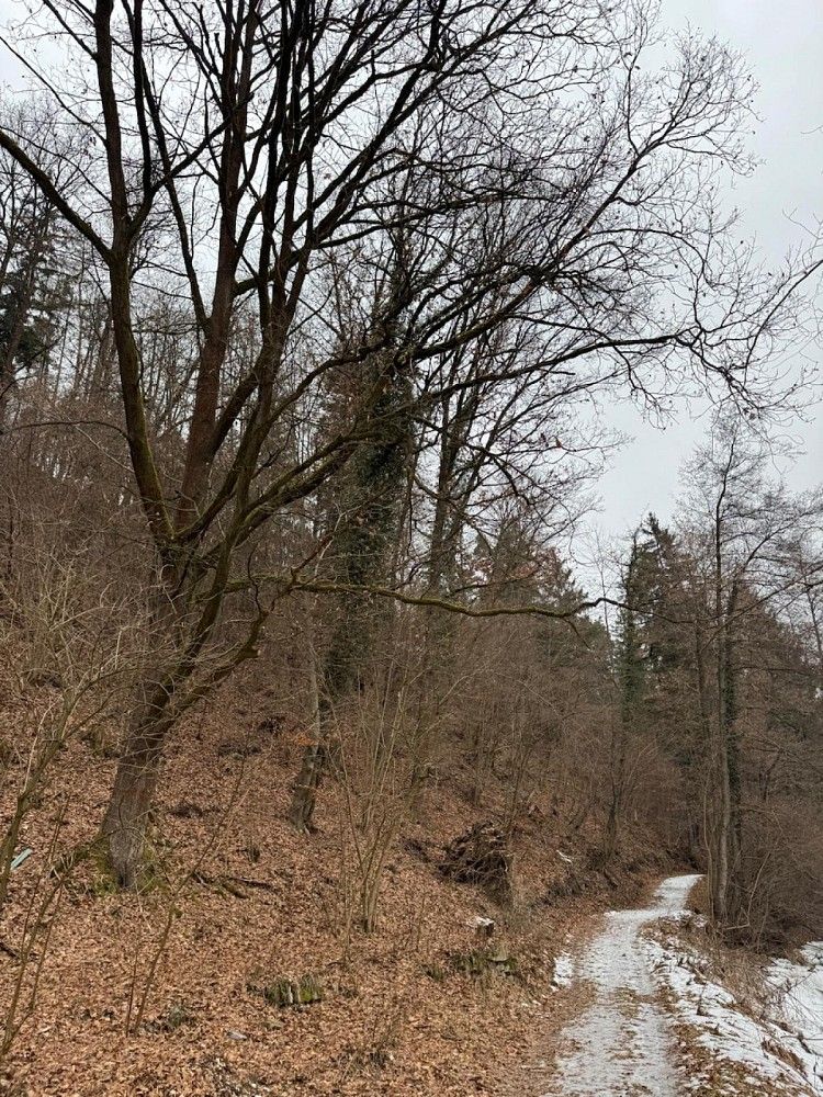Lesy, Zlatá Koruna - Varnsdorf - 2
