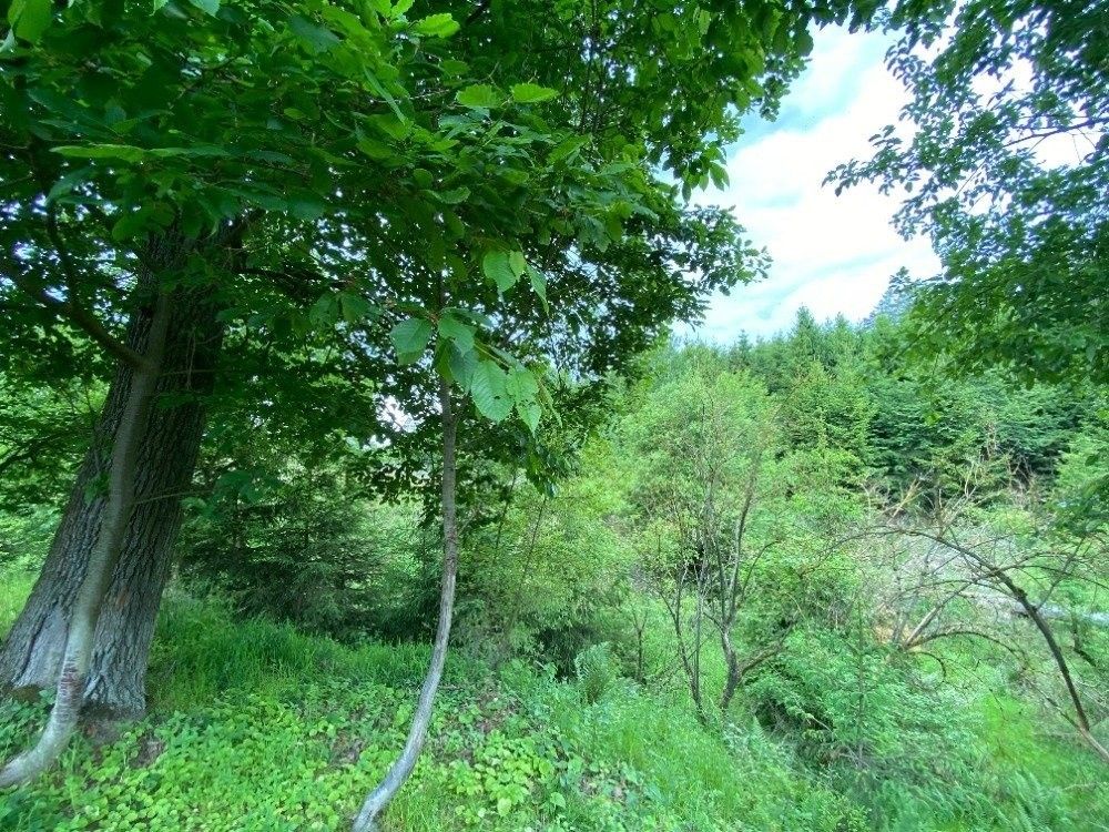 Prodej les - Blížejov