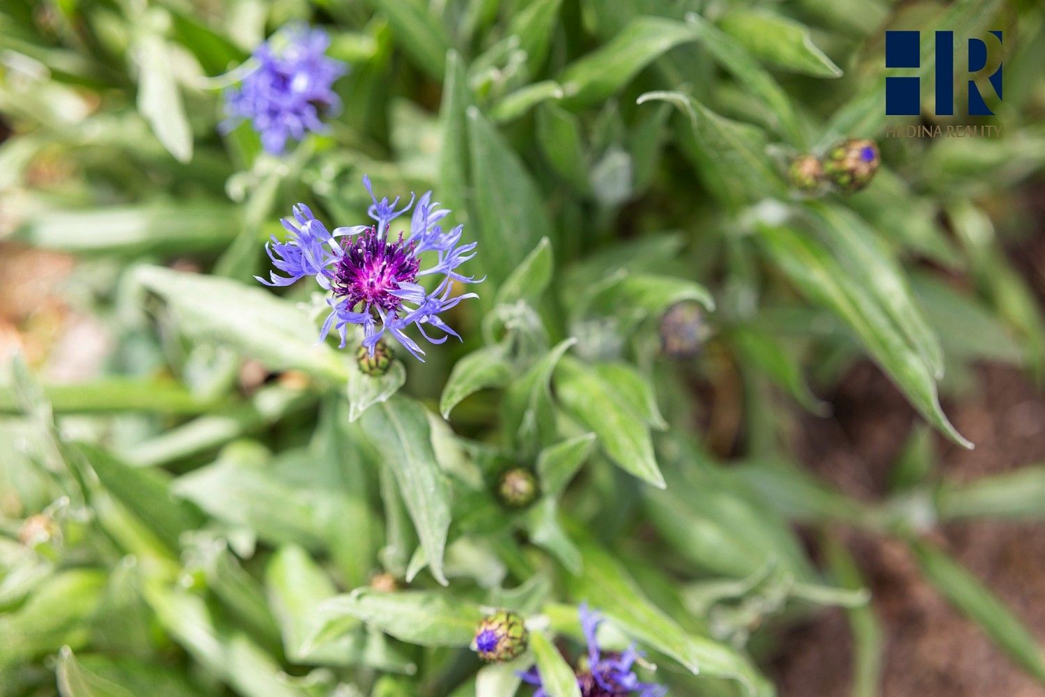 Rodinný dům · 231 m² · Pod Floriánem, Pelhřimov - 3