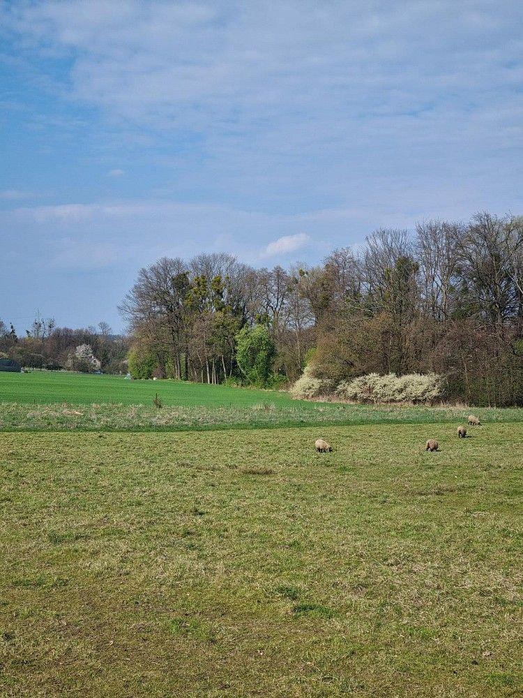 Zemědělský pozemek · Štramberk, okres Nový Jičín, Moravskoslezský kraj - 4