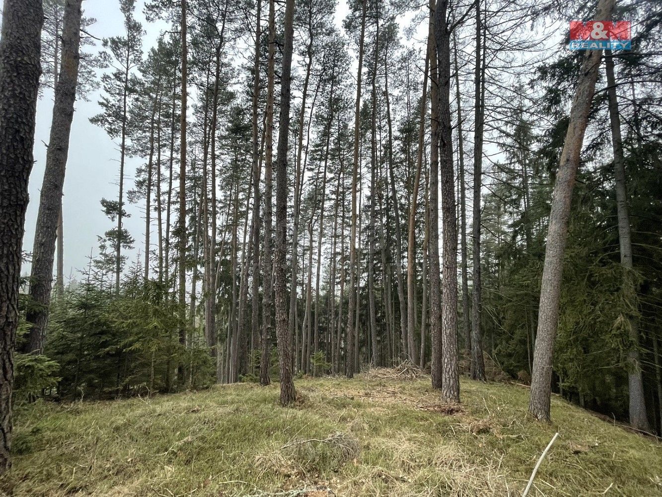 Lesy, Pecka, okres Jičín, Královéhradecký kraj - 1