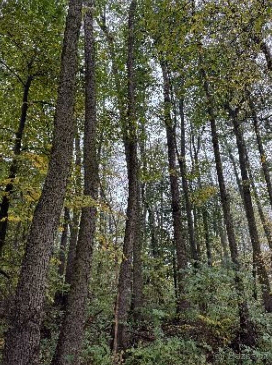 Lesy, Česká Lípa, 470 02, 13 318 m²