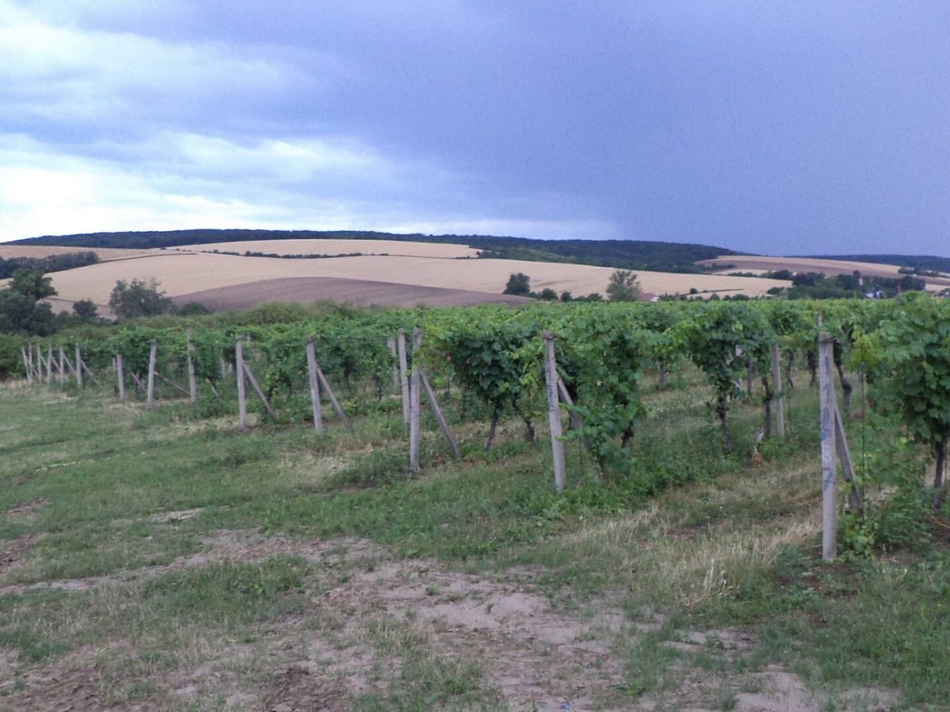 Zemědělský pozemek · Morkůvky, okres Břeclav, Jihomoravský kraj - 3