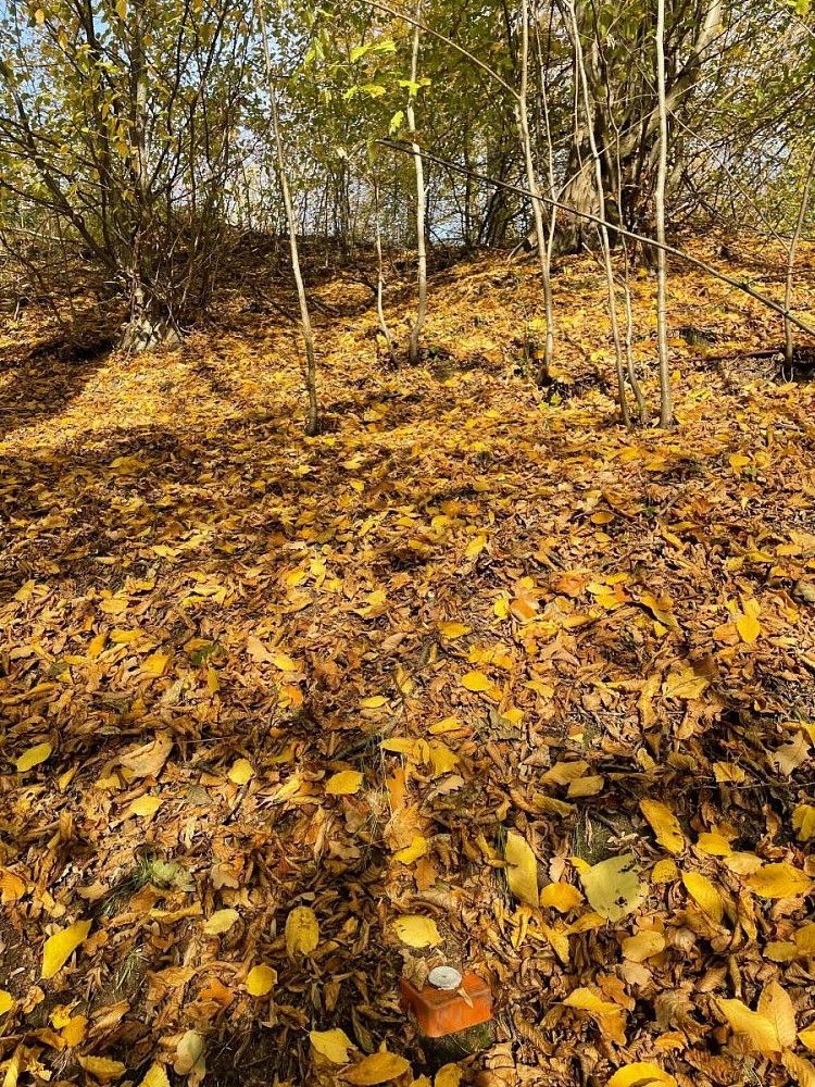Lesy, Mikulovice - Zbýšov, okres Jeseník, Olomoucký kraj - 2