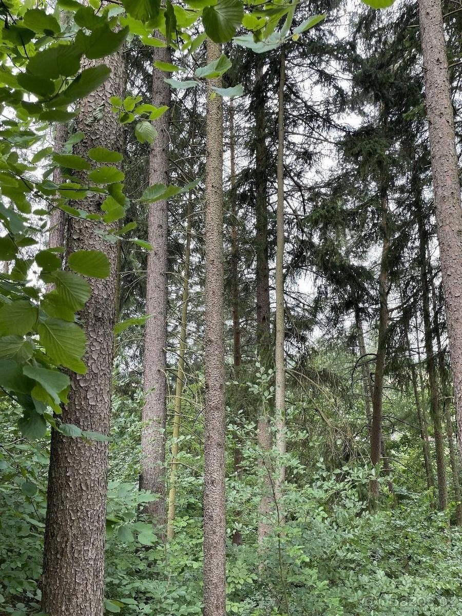 Pozemky pro bydlení, Bohdíkov, 789 64