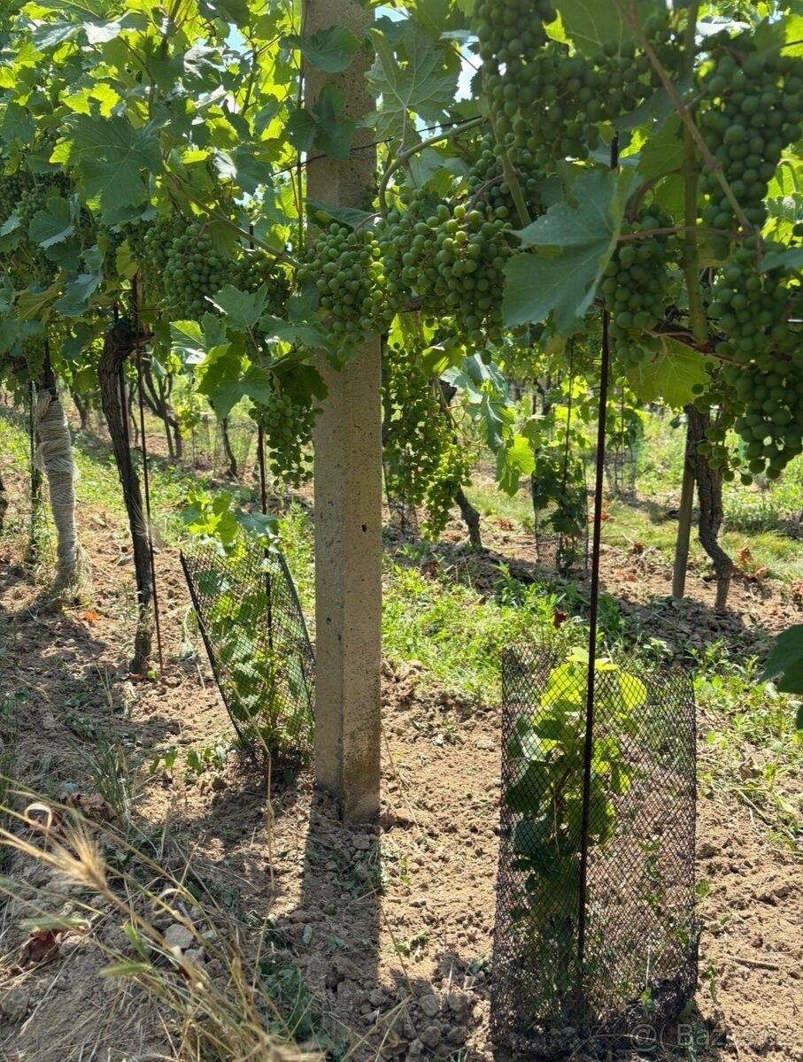 Prodej pozemek pro bydlení - Znojmo, 669 02